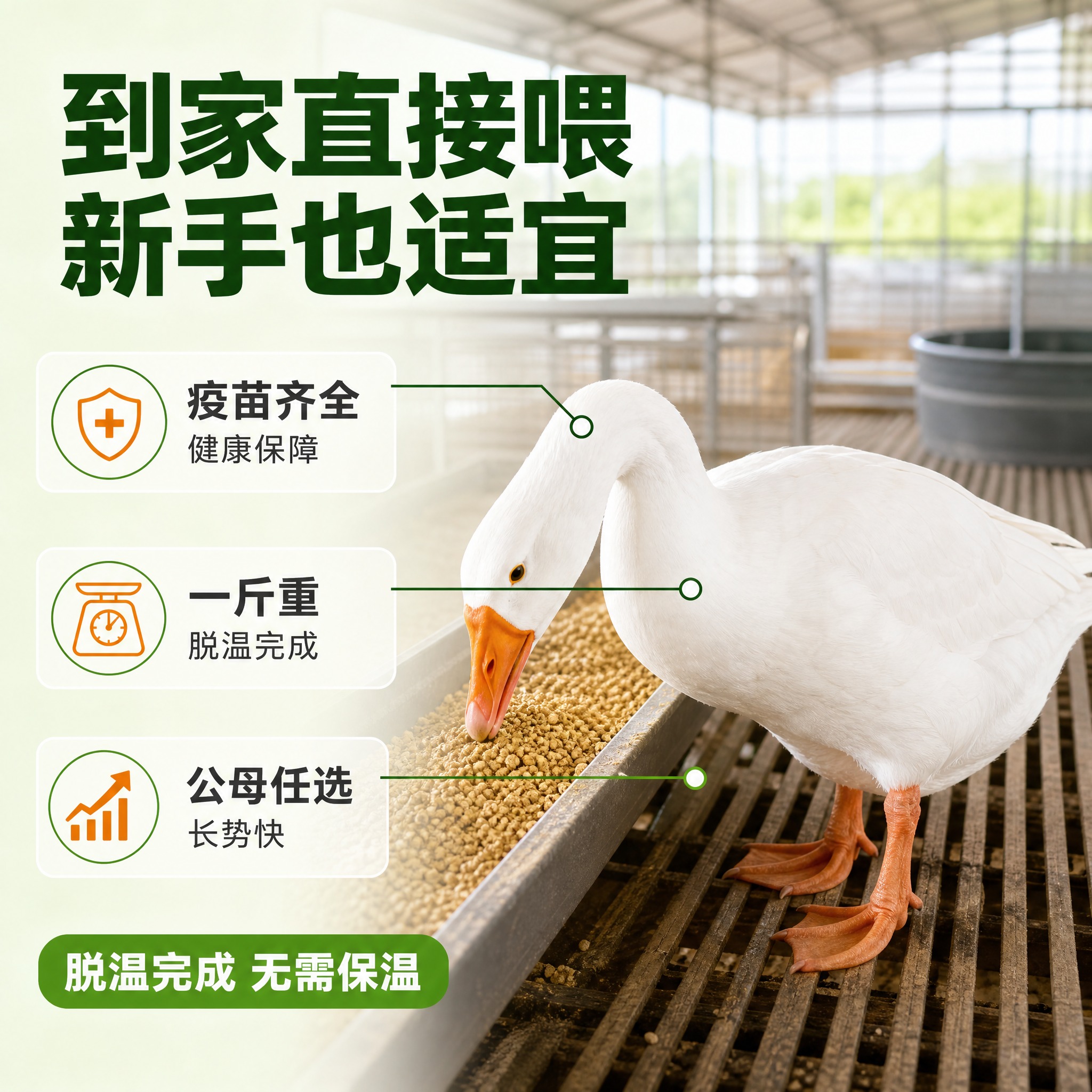 [主图-2] 核心亮点证明，主题为到家直接喂新手也适宜，展示脱… - 图片创意预览