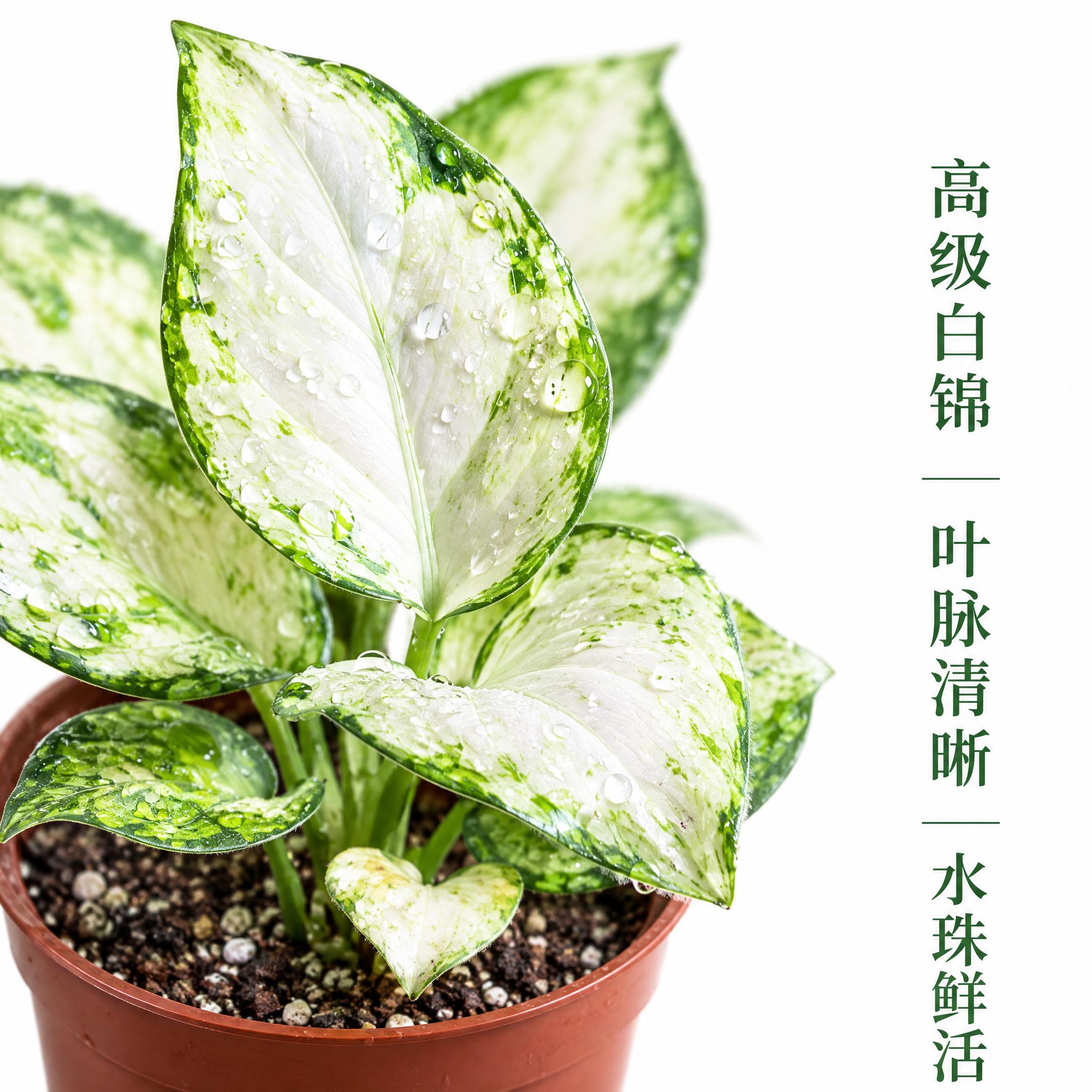 [主图-3] 白如意粗肋草叶片细节特写，展示锦斑纹理与水珠质感… - 图片创意预览