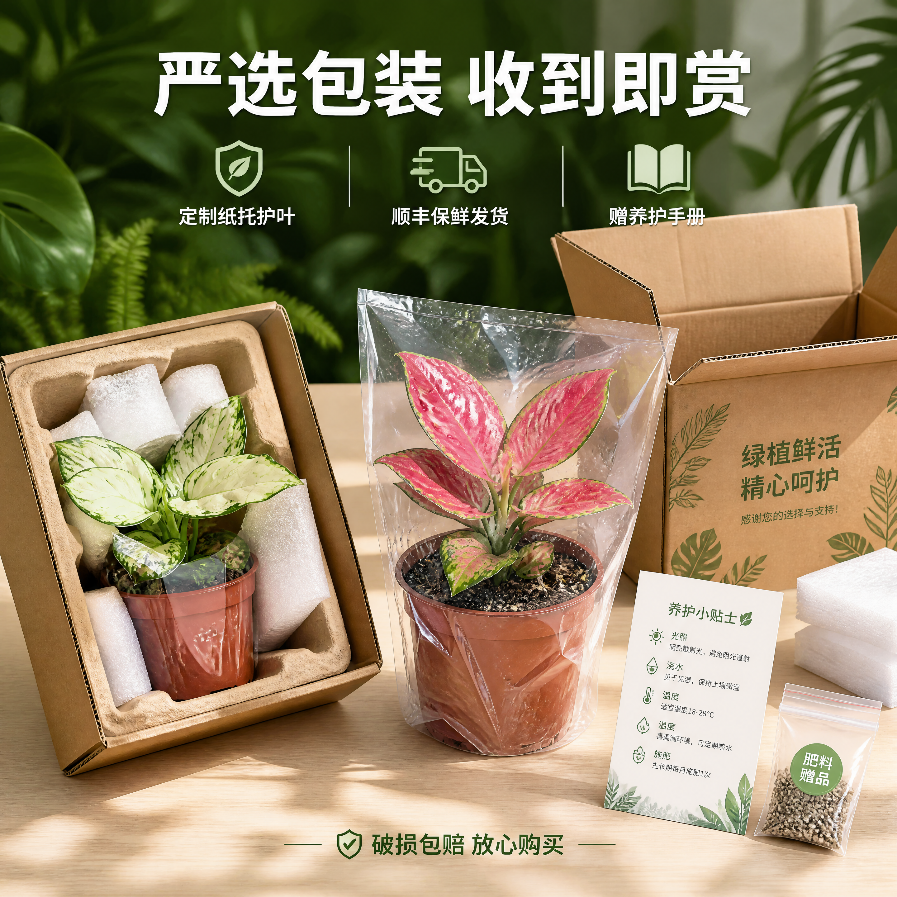 [主图-7] 白如意粗肋草和红宝石粗肋草 包装与发货展示图。… - 图片创意预览