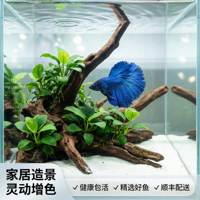 [主图 3] 场景体验种草图
[主图主题] 斗鱼造景展示
[氛围/风格] 自然清新水族造景风格，生活氛围感
[画面元素] 参考图中泰国斗鱼半月大蓝袍在完整造景的水族缸中游动，保持斗鱼外观完全一致，造景预览效果