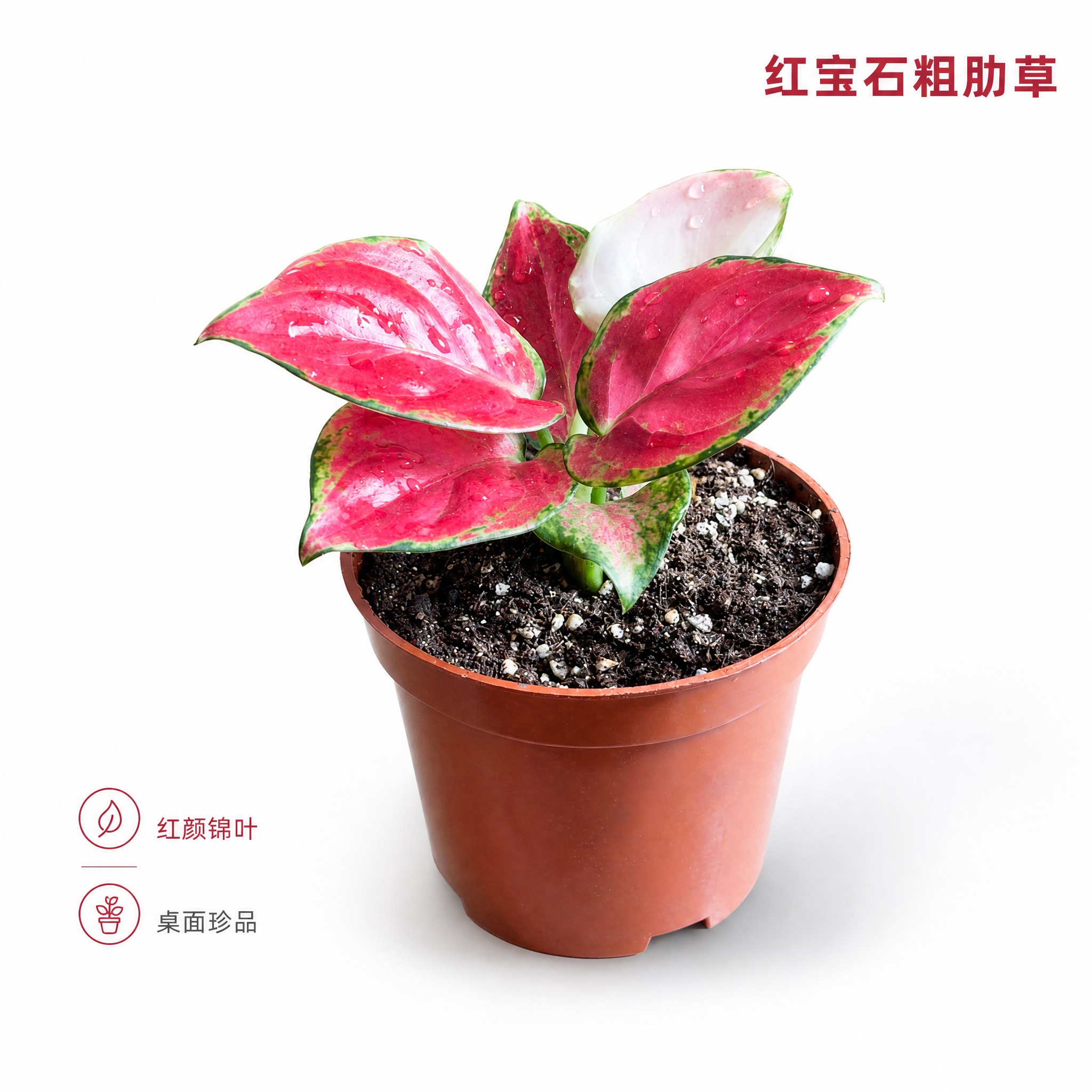 [主图-2] 红宝石粗肋草 白底英雄主图 突出红粉锦叶高级质感… - 图片创意预览