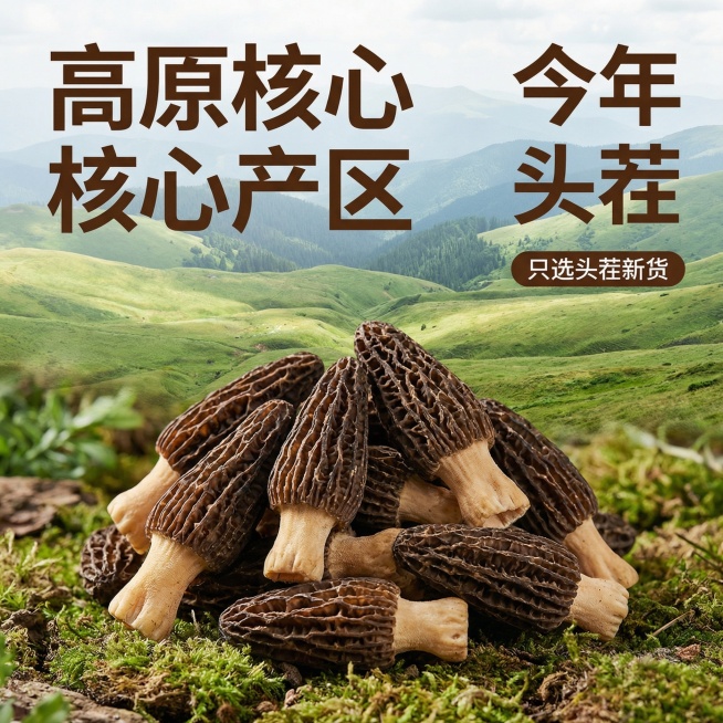 [主图2核心卖点] 干羊肚菌产地溯源主图，氛围风格：天然真实产地氛围，突出源头好货。画面元素：前景摆放饱满干羊肚菌实物，背景是连绵高原草甸实景，远山层叠，自然光线柔和。主图突出产品同时展示优质高原产地预览效果