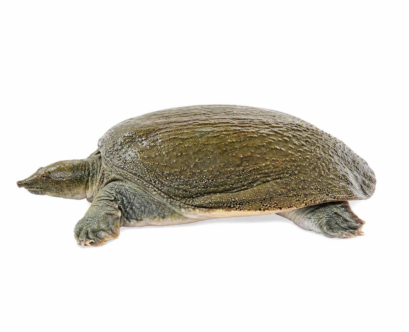 参考图中的同一只甲鱼，正左侧面视角，完整展示甲鱼左侧身体轮廓，… - 图片创意预览