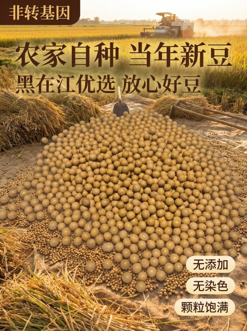 创意场景：展示黄豆在秋收的打谷场上，成堆铺开，背景是金黄稻田和收割机，秋收丰收氛围，暖金色夕阳，高级朴实风格，产品外观保持一致，3:4比例，2K分辨率预览效果