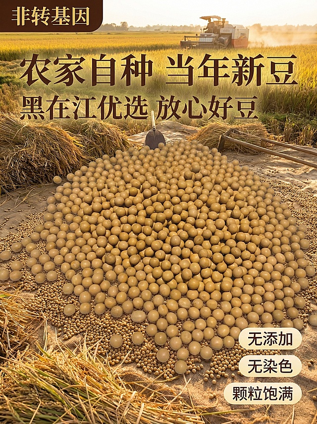 创意场景：展示黄豆在秋收的打谷场上，成堆铺开，背景是金黄稻田和收割机，秋收丰收氛围，暖金色夕阳，高级朴实风格，产品外观保持一致，3:4比例，2K分辨率