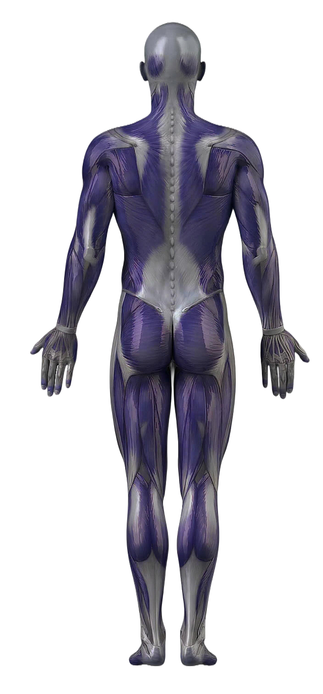 帮我把红色肌肉改成深紫蓝色，白色改为灰色