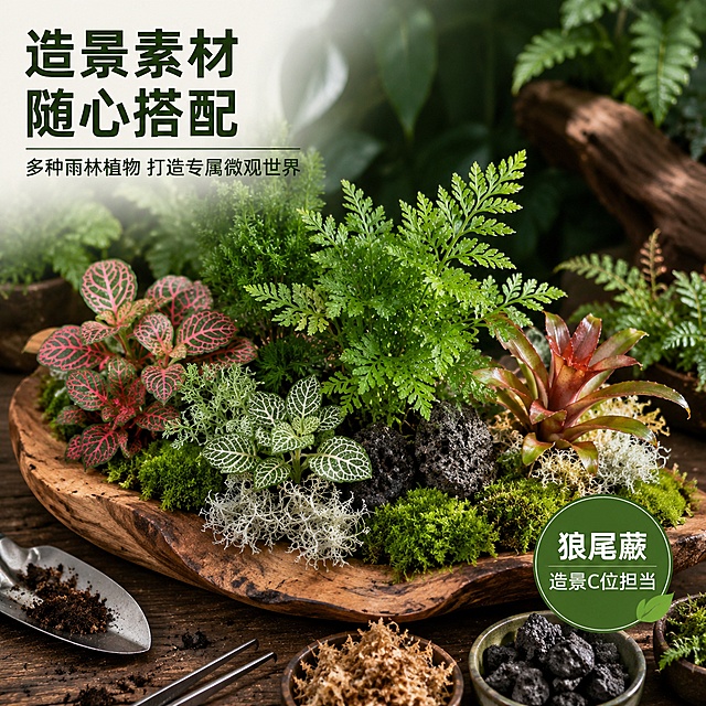 [主图-9] 狼尾蕨组合搭配与造景素材图。
[氛围风格] 热带雨林风 丰富多样 造景灵感；
[画质] 商业摄影质感 光线柔和 层次丰富 画面高级。
[元素] 展示狼尾蕨与多种雨林造景植物的组合搭配效果，画面中央原木托盘上摆放着狼尾蕨、网纹草、白发藓、迷你罗汉松、积水凤梨等多种造景植物，错落有致，形成丰富的植物组合；旁边有造景工具小铲子、镊子和火山石、水苔等造景材料；背景为深绿色虚化植物背景，整体营造造景素材大全的氛围；狼尾蕨作为主视觉突出展示。保持狼尾蕨产品外观（即植株形态、叶片颜色）与输入产品图一致，杜绝任何变形和色差，精细化处理。商品主体（狼尾蕨）占比约35%，组合丰富但主体突出。
[光影] 柔和的顶光和侧光结合，植物层次分明，叶片有自然的光泽，托盘上有柔和的阴影，整体光线均匀通透，色调统一。
[配色] 主色多种绿色层次 原木色；辅色土黄 深棕 白色。
[视角构图] 45度俯视视角，托盘上的植物组合完整展示，狼尾蕨位于视觉中心，构图饱满丰富。
[文字版式] 左上负空间左对齐，主标题"造景素材 随心搭配"深绿色粗体大号；副标题"多种雨林植物 打造专属微观世界"稍小；右下角绿色标签"狼尾蕨 造景C位担当"白字；文字现代无衬线字体，清晰可读。
[输出要求] 1:1比例 文字清晰锐利 超高清商业摄影质感。
[负向提示词] 变形 文字错乱 产品模糊 背景杂乱 水印 电商平台Logo。