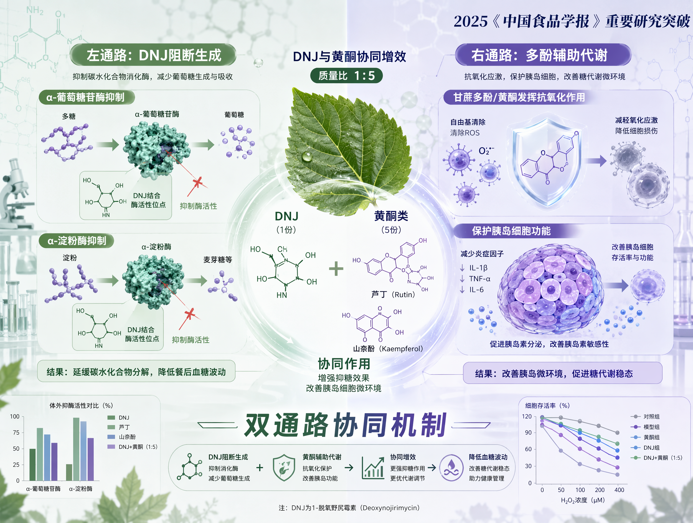 科学研究风格的学术科普插画，主题为DNJ与黄酮的协同增效阻糖机… - 图片创意预览