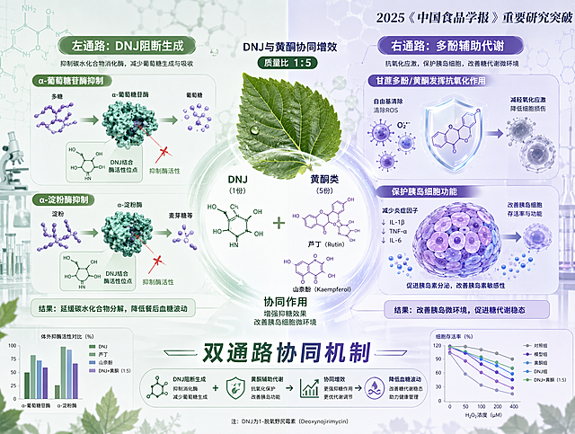 科学研究风格的学术科普插画，主题为DNJ与黄酮的协同增效阻糖机制。画面中央展示桑叶叶片与分子结构示意图，清晰呈现DNJ分子和黄酮类分子（芦丁、山奈酚）以1:5质量比协同作用的视觉化表达。画面分为左右两个通路：左侧为"DNJ阻断生成"通路，展示α-葡萄糖苷酶和α-淀粉酶被DNJ抑制的过程；右侧为"多酚辅助代谢"通路，展示甘蔗多酚/黄酮通过抗氧化作用保护胰岛细胞的场景。底部标注"双通路协同机制"字样。整体色调以绿色和蓝紫色为主，体现天然植物与科学研究的结合。背景为简洁的实验室风格，包含分子链、数据图表、桑叶剪影等科研元素。画面右上角有文字"2025《中国食品学报》重要研究突破"。整体风格专业、清晰、具有学术感，适合科普展示。