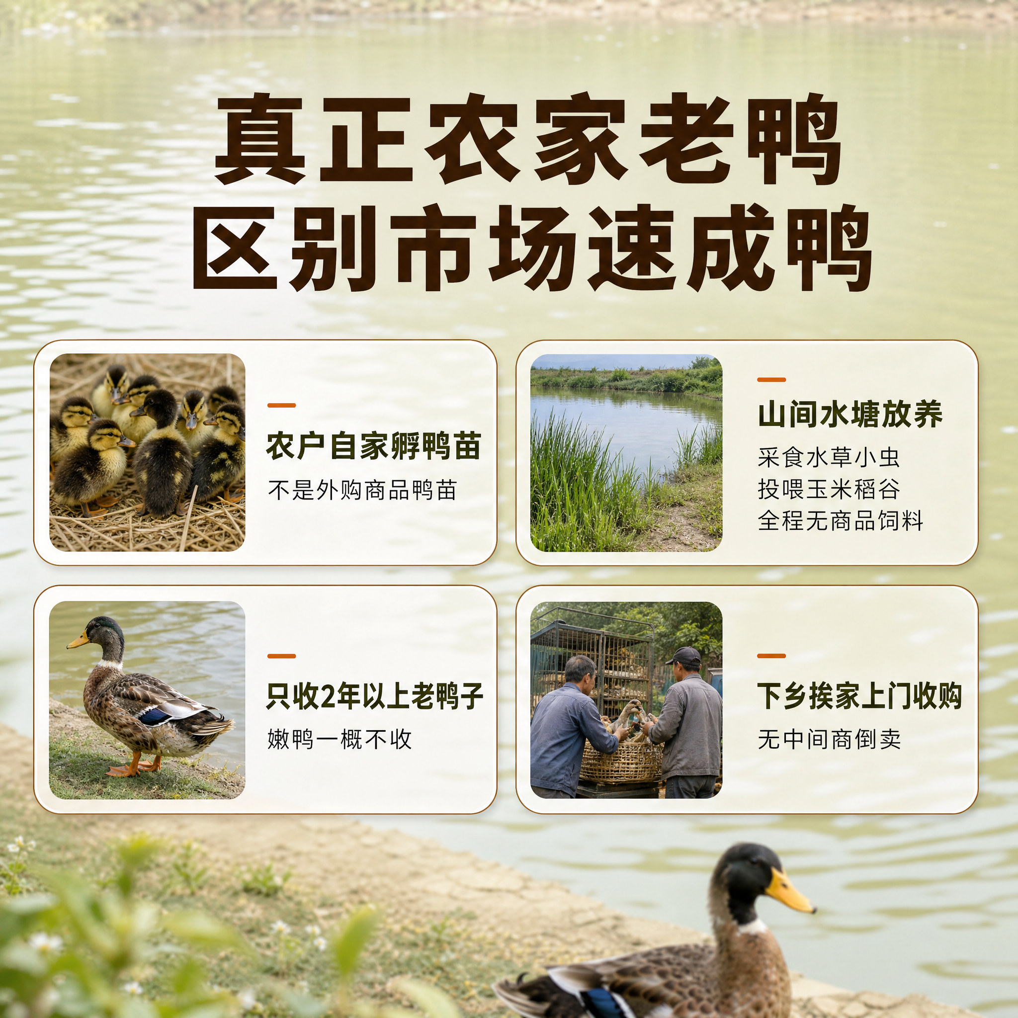 [主图-2] 核心卖点图 真正农家老鸭区别市场速成鸭 抖音生鲜… - 图片创意预览