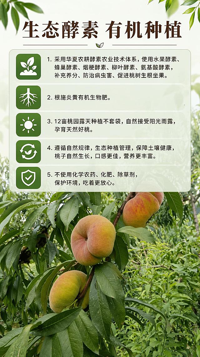 [第8屏] 生态酵素有机种植生产方式展示。底部背景替换为您上传的蟠桃挂枝实景图【image2】，保持上方文字内容和版式不变。本屏沿用整体自然生态设计风格。
[氛围/风格] 专业真实生态风，底部为真实蟠桃挂果桃园背景，干净排版，清晰展示种植方式。
[元素布局] 顶部主标题，中部为五点生产方式信息块，底部放置您上传的蟠桃挂枝实景图，保留桃子原有形状、颜色、挂枝结构与输入实拍图一致；信息区域半透明白底色，不遮挡背景，文字清晰可读。
[光影质感] 保留实拍自然光影，整体通透和谐，文字清晰不模糊。
[配色色系] 背景为自然桃园绿色；主色深棕色标题文字，深绿色圆角方形图标；辅助色浅绿半透明信息块底色，和整套详情页配色保持一致。
[视角构图] 竖版整屏，从上到下信息区+实景背景，阅读动线清晰。
[文字版式] 顶部主标题「生态酵素 有机种植」，正文分五点：1. 采用华夏农耕酵素农业技术体系，使用水果酵素、蜂巢酵素、烟梗酵素、柳叶酵素、氨基酸酵素，补充养分、防治病虫害、促进桃树生根坐果。2. 根施炎黄有机生物肥。3. 12亩桃园露天种植不套袋，自然接受阳光雨露，孕育天然好桃。4. 遵循自然规律，生态种植管理，保障土壤健康，桃子自然生长，口感更佳，营养更丰富。5. 不使用化学农药、化肥、除草剂，保护环境，吃着更放心。每个要点配绿色圆角方形图标，字体风格与整套保持一致。
[比例分辨率] 9:16 竖版比例，宽度1080px，高度1920px，4K分辨率，文字清晰可辨，高清画质。
[负向提示词] 桃子变形，文字错乱，文字过小，排版拥挤，颜色偏差，图案变形，背景模糊。