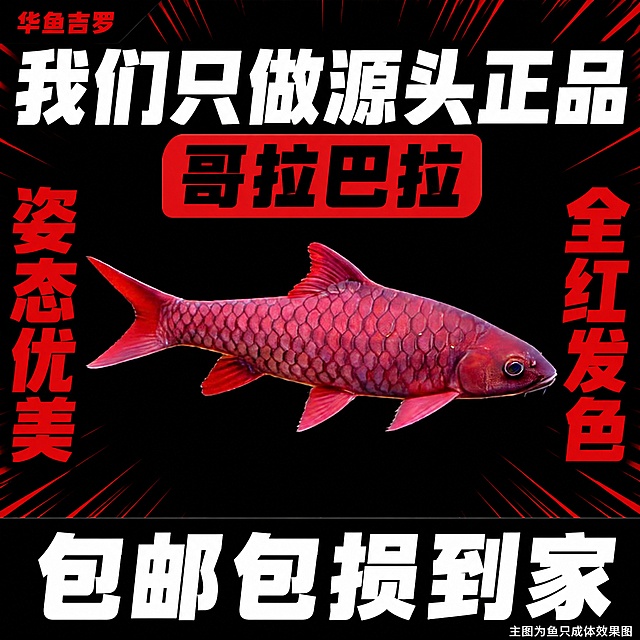[单张主图] 哥拉巴拉观赏鱼电商主图，爆款促销感大字报风格，吸引眼球。保持原鱼外观、鳞片纹理、全红发色与输入产品图完全一致，抠出原鱼原封不动放入，不做任何修改，杜绝变形和色差。采用顶部大标题型版式，信息层级清晰。纯黑色背景铺满，添加少量红色漫画速度线增强视觉冲击力。顶部放置超大白色粗体“我们只做源头正品”为最显眼主标题，左上角放红色小字店铺名“华鱼吉罗”，主标题下方居中放置商品名“哥拉巴拉”黑色粗体。哥拉巴拉鱼居中斜向摆放，占画面约60%，完整不裁切，不被任何文字遮挡。鱼主体右侧放超大竖排红色字“全红发色”，左侧放超大竖排红色字“姿态优美”，底部黑色通栏放置白色粗体“包邮包损到家”，右下角放极小白色小字“主图为鱼只成体效果图”。主光正面打亮鱼身，突出红色鳞片质感，轮廓光勾勒鱼体线条，背景纯黑对比强烈，高光清晰，暗部有层次，商业摄影质感，产品清晰真实。主色调黑色，辅助色为鱼本身正红色，对比强烈。所有字体采用粗黑体无衬线字体，主标题字号最大且最突出，卖点字号次之，底部文案再次之，小字最小，对比清晰。1:1比例，文字清晰可辨，超高清商业摄影质感。负向提示：变形，文字错乱，产品模糊，背景杂乱，水印，电商平台Logo，错字，主体遮挡，修改鱼体外观