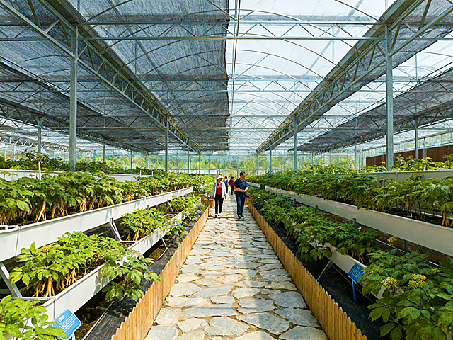Wide-angle realistic shot of a ginseng industrial park tourist attraction, clean modern planting base, neatly arranged ginseng greenhouses, visitors walking on stone paths, lush green plants, soft natural daylight, realistic photography, 8K, high detail, natural colors, no over-saturation