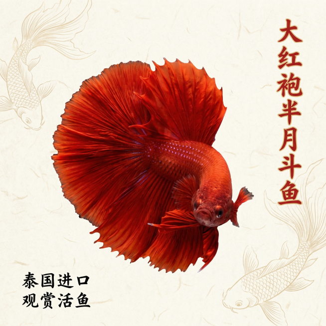 [主图 1] 泰国大红袍半月斗鱼商品首图，重新生成，国风国潮风格
[氛围风格] 国风国潮3D渲染，东方美学氛围感，文化辨识度高
[画面元素] 商业摄影质感、光线柔和通透、产品清晰真实、画面干净高级。斗预览效果