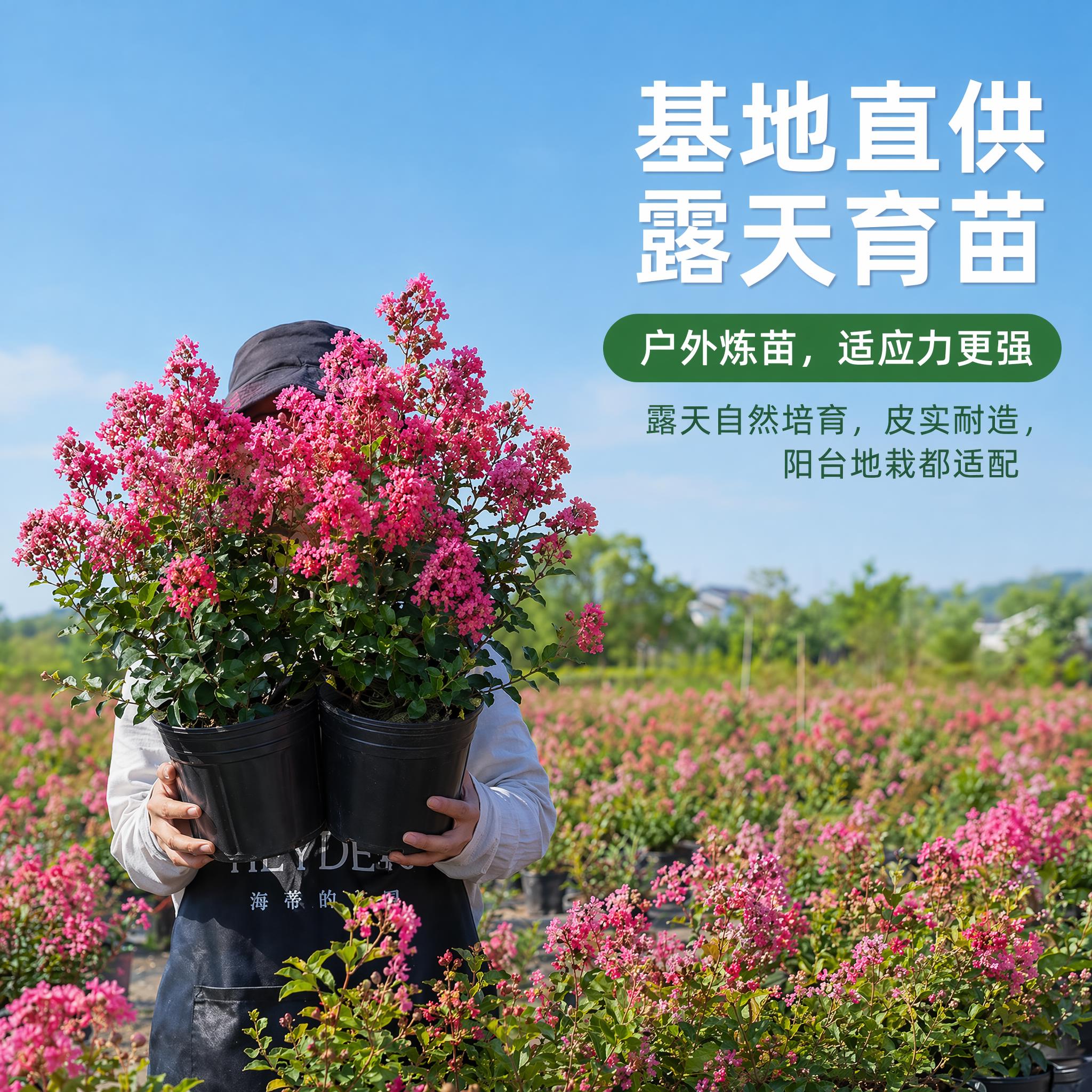 去除图片左上角的HEYDEIR和海蒂的花园文字，保留其他内容和… - 图片创意预览