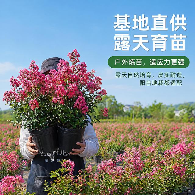 去除图片左上角的HEYDEIR和海蒂的花园文字，保留其他内容和排版不变，保持矮紫薇粉色花簇和绿叶的颜色、质感不变，保持蓝色天空和基地苗圃背景不变，填充去掉文字后的左上角区域为自然的蓝色天空，和整体环境融合自然，保持所有其他文字（右上角大标题基地直供露天育苗，绿色标签和附加小字）完整清晰不变，不变形不色差，保留原1:1构图，整体风格不变，超高清商业摄影质感