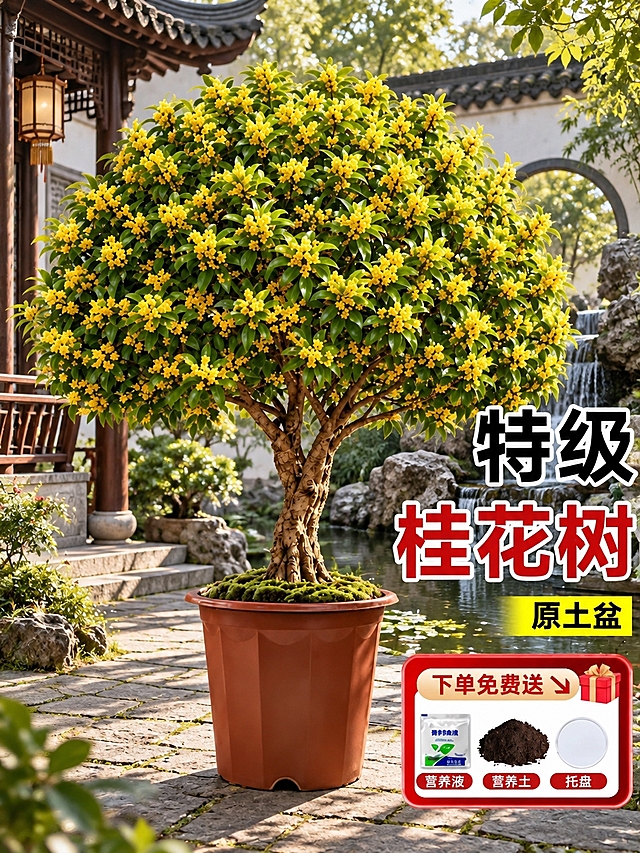 将背景替换为新中式雅致庭院场景，有古典园林建筑、假山流水、青石板路，桂花树盆栽保持不变，保留右侧的'特级桂花树 原土盆'文字和下方赠品图标，整体风格自然真实，光影和谐