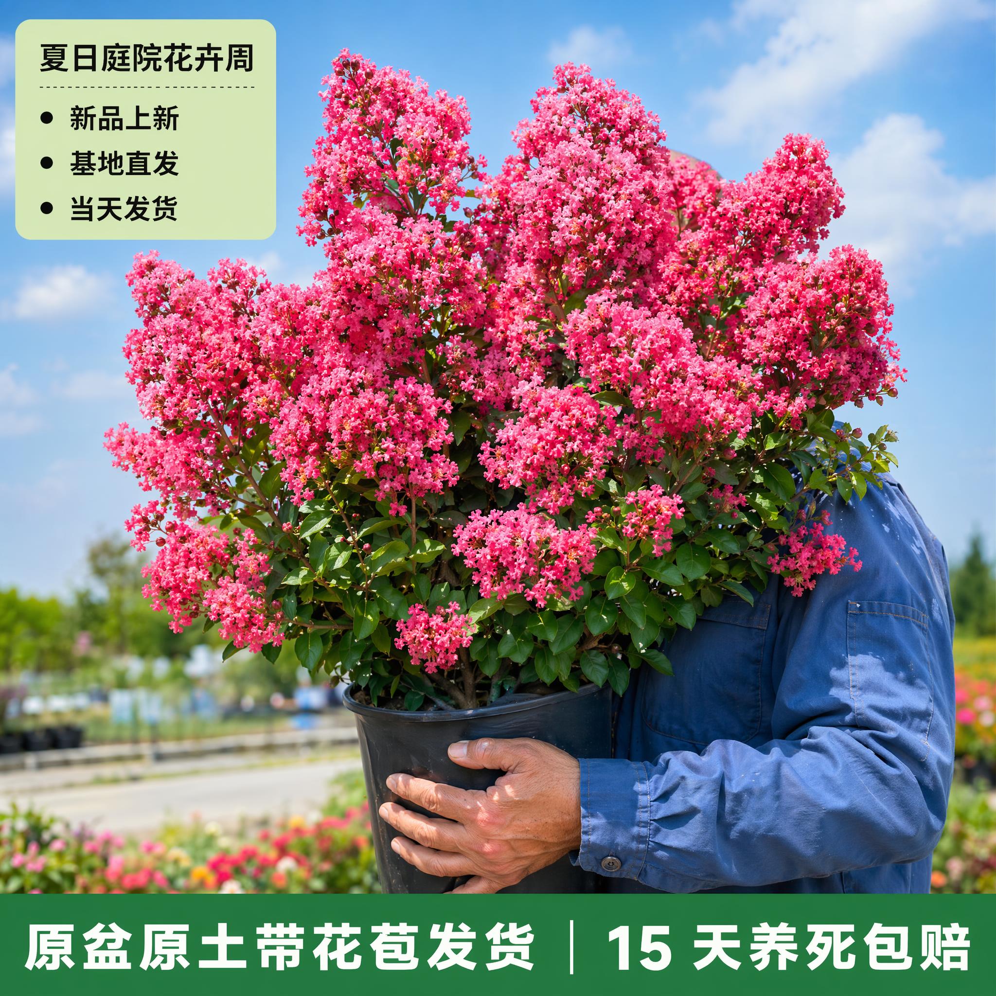 「图片1」「图片1」「图片1」参考前面三张图。套用主图1的模版… - 图片创意预览