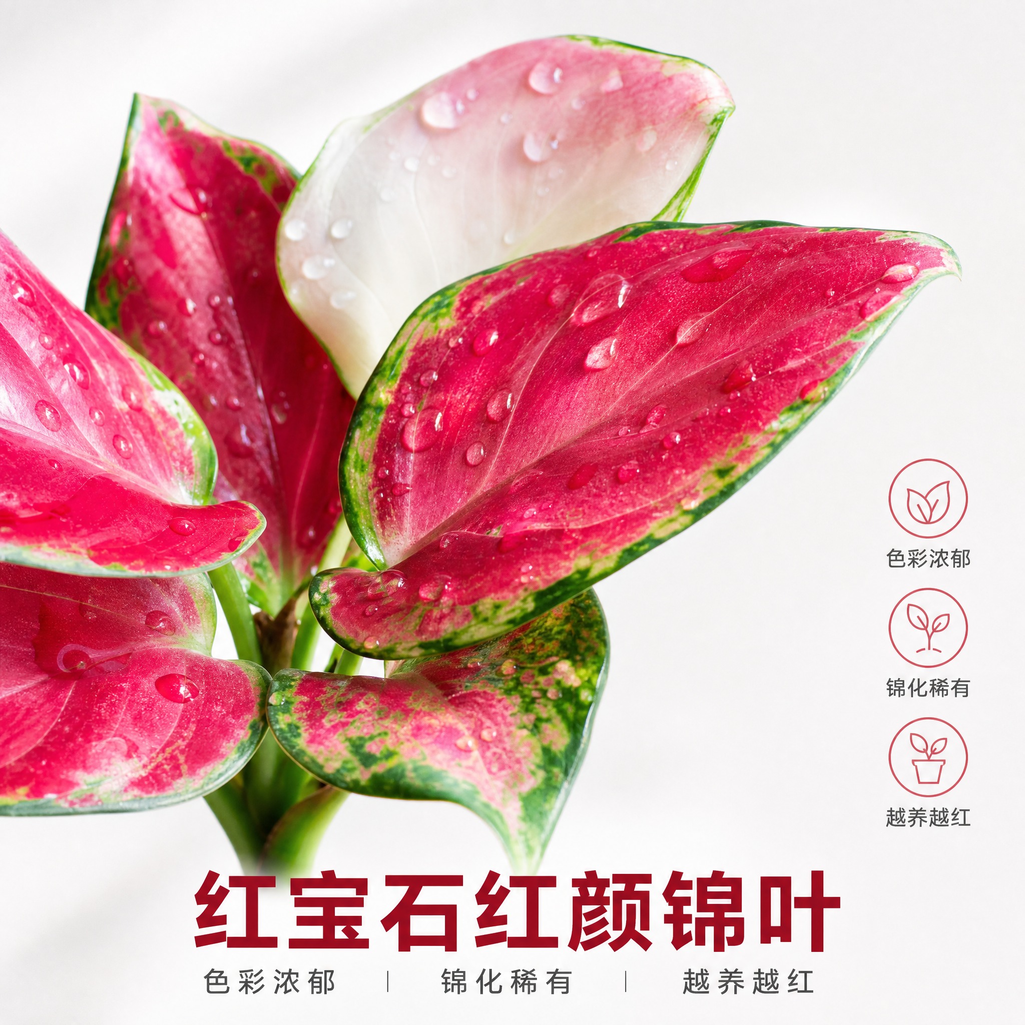 [主图-4] 红宝石粗肋草 叶片细节特写 展示红颜锦叶与水珠质… - 图片创意预览