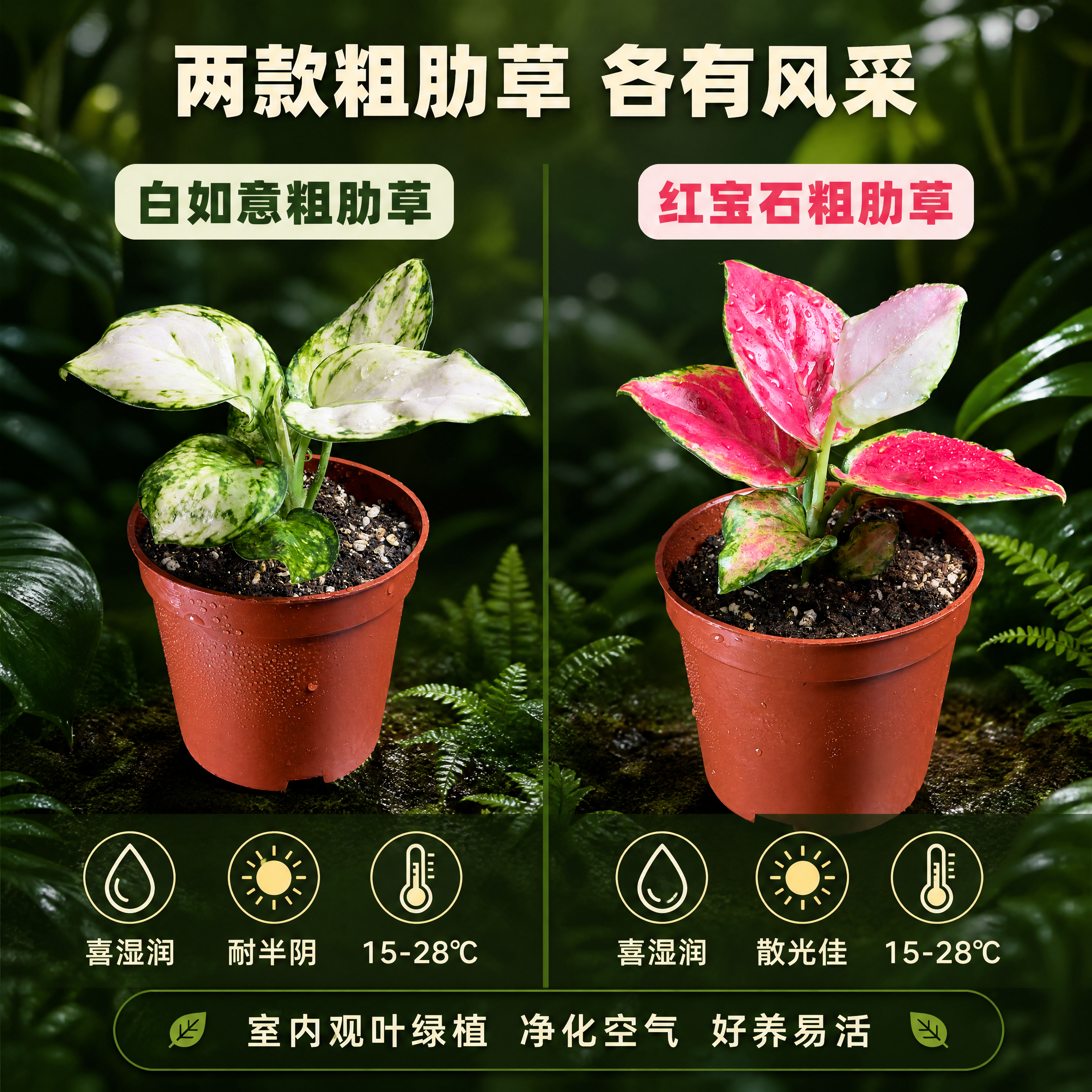 [主图-5] 白如意粗肋草与红宝石粗肋草两款盆栽电商主图，规格… - 图片创意预览