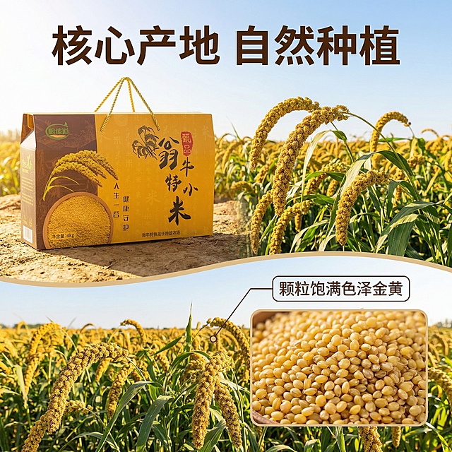 [垫图] https://gdesign-dam-hz.dancf.com/35973335364258856/2d43c74df1d64738aae70b65b1e41d7e.jpg
[主图主题] 翁牛特小米核心产地溯源主图
[氛围风格] 自然原生态农场风格，阳光充足，丰收氛围
[画面元素] 翁牛特小米礼盒放置在前景，背景结合内蒙翁牛特旗金黄小米种植基地实景，成熟饱满的小米穗在田间随风摆动，使用画中画拼图设计，右下角小画框展示颗粒饱满金黄的小米实物，光影和整体画面统一，背景铺满全屏无边框。
[配色色系] 主色调：自然金黄；辅助色：深绿（稻田）、浅褐（土地），整体清新自然
[视角构图] 平视俯视结合，礼盒在前景偏左上位置，产地实景占据大部分背景
[文字版式] 大标题“核心产地 自然种植”粗体深棕色，在画面顶部居中；细引线连接右下角小米画框，标注“颗粒饱满色泽金黄”，小字深棕色，文字不遮挡主体，符合排版规范。
[分辨率] 2k