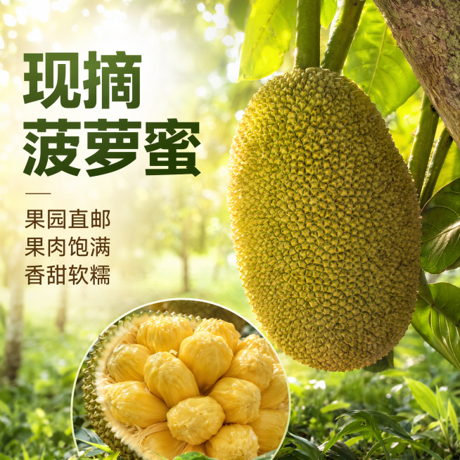 [单张主图] 新鲜海南菠萝蜜 高级氛围感主图 同时承担点击信任转化任务，突出新鲜度与食欲感
[参考比对] 用户提供三张实景图，参考产品挂果形态与开后果肉状态，结合视觉策略做商业电商主图设计
[画面主体预览效果