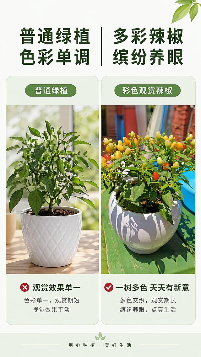 「图片1」，生成详情页，商品名称为xxx，适配淘宝/天猫平台，单图比例为9:16，需求屏数为8张。这边出售的是辣椒种子 生成详情页