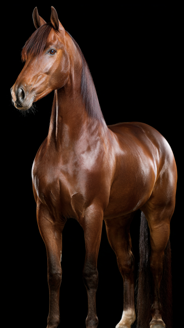 A well-built adult horse, with a clearly defined head, erect ears, bright and lively eyes, a long an预览效果