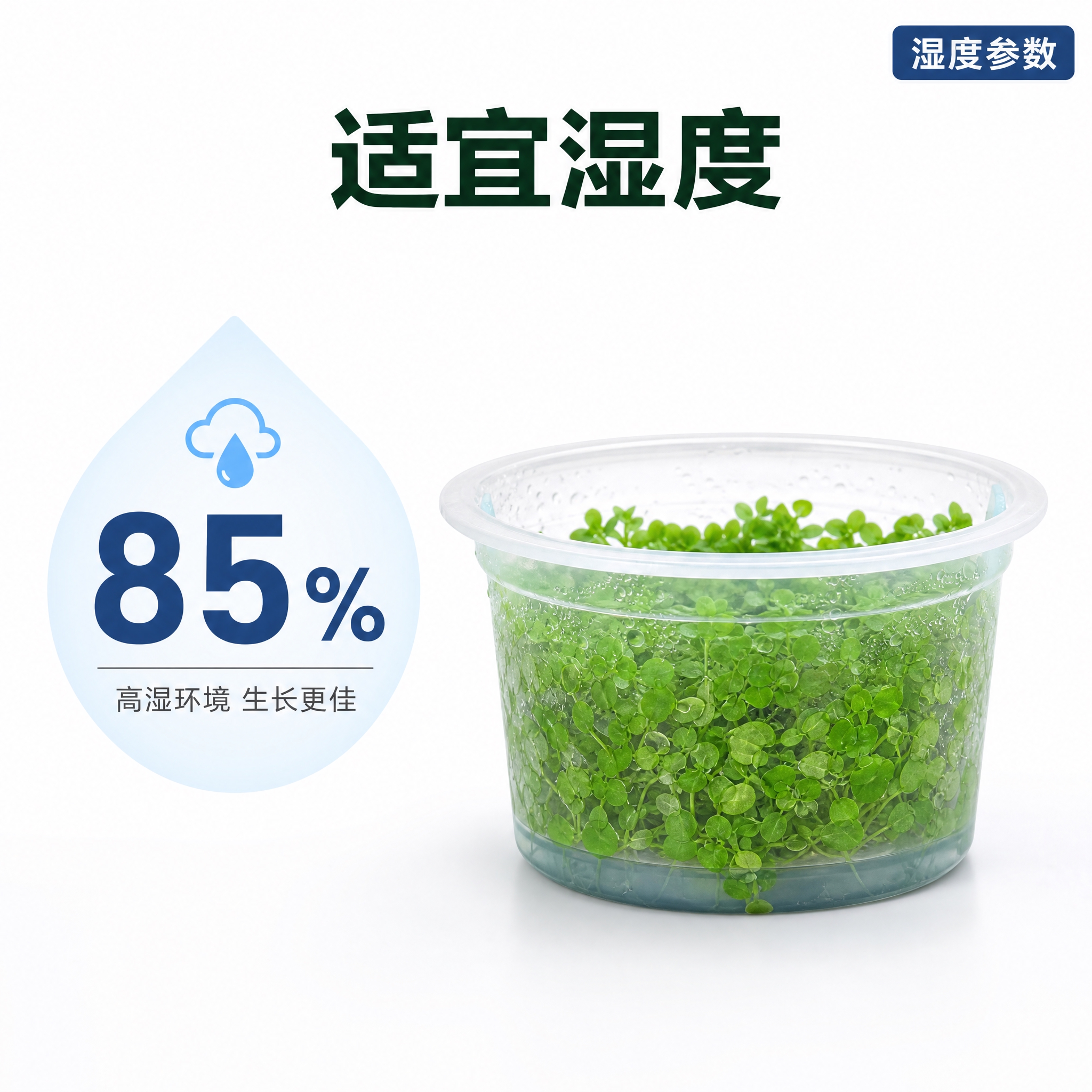 [主图-5] 迷你矮珍珠湿度参数展示，85%湿度标识。 [统一… - 图片创意预览