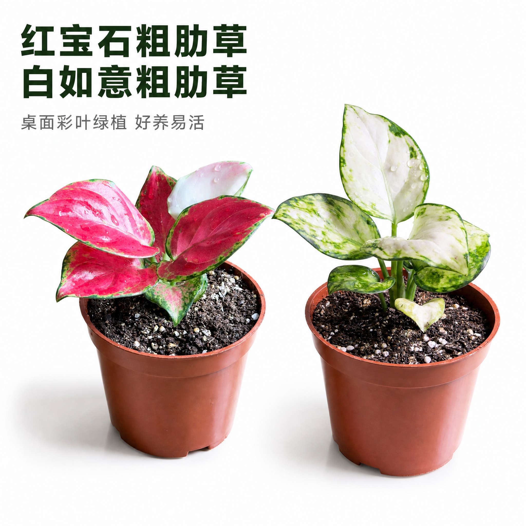 [主图-1] 主题：双款粗肋草盆栽英雄主图，亮白背景高级质感展… - 图片创意预览