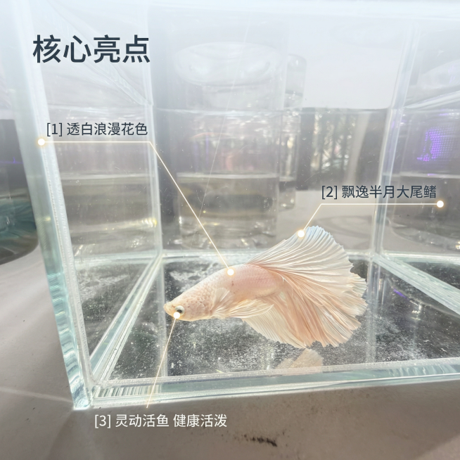 [主图 2] 核心亮点解析图
[氛围/风格] 真实自然，干净高清，细节突出。
[画面元素] 以透白泰国斗鱼为主体，用极细引线标注三个核心亮点位置：透白浪漫花色躯体、大半月飘逸宽大尾鳍、清晰灵动鱼眼，每预览效果