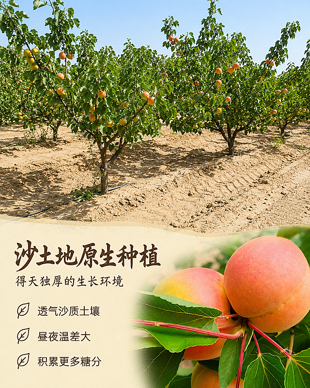 「图片1」，生成一套详情页，商品名称为沙地肉杏，适配抖音/快手平台，单图比例为高级A+ (电脑端)，需求屏数为10张。