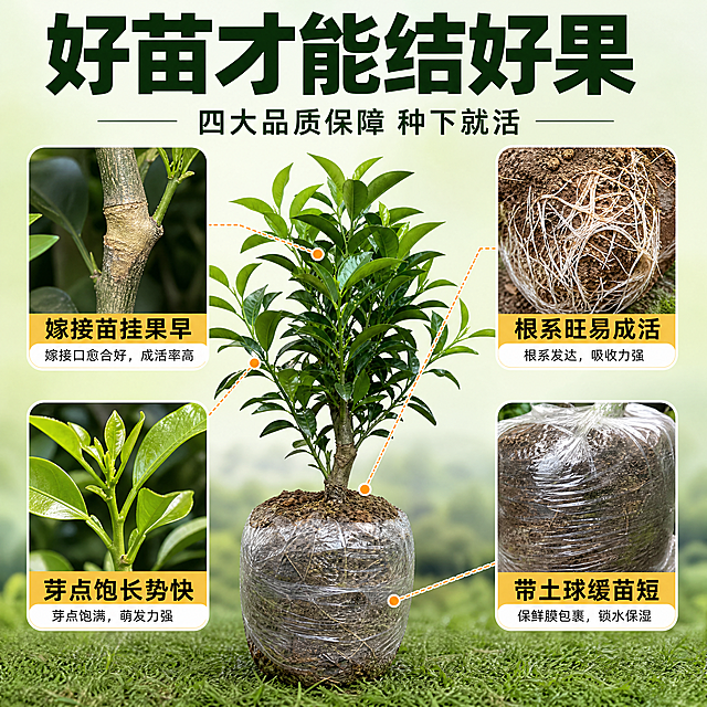 耙耙柑树苗品质细节主图，真实摄影风格，1比1方图。
真实商业摄影质感，清新自然田园风，绿色主色调，粗黑体标题，简洁专业，淘宝天猫品质感。
耙耙柑树苗带土球置于画面中央，占比约百分之五十，树苗真实自然，叶片翠绿有光泽，土球饱满保鲜膜包裹。四周分布四个真实细节放大框：左上展示嫁接接口愈合良好的真实细节，树皮纹理清晰。右上展示发达的白色嫩根，土球剥开部分露出真实白色根系。左下展示饱满芽点和嫩叶特写，叶脉清晰。右下展示土球保鲜膜包裹完好的真实细节，土壤颗粒可见。背景为浅绿渐变，干净专业。整体真实微距摄影效果。
均匀柔光照明，细节清晰锐利，叶片有自然光泽，整体干净专业，品质感强。
背景浅绿，主色深绿，辅助色土黄、白色信息框、橙黄强调。
顶部主标题好苗才能结好果粗黑体深绿色。副标题四大品质保障种下就活。四个细节框各配短标题嫁接苗挂果早、根系旺易成活、芽点饱长势快、带土球缓苗短，引线从细节框指向树苗对应部位。文字清晰，信息层级分明。
1比1方图比例，4K分辨率，文字清晰，产品清晰，真实摄影质感。
负向：绘画风格，插画，3D渲染，卡通，手绘，树苗变形，根系不自然，颜色偏差，水印，文字错乱，模糊，杂乱，塑料感。