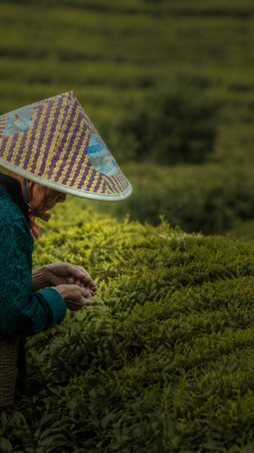 参考原图风格，生成茶山采茶场景，去除所有文字，保留戴斗笠的采茶老人在茶园采摘的内容，自然写实风格预览效果