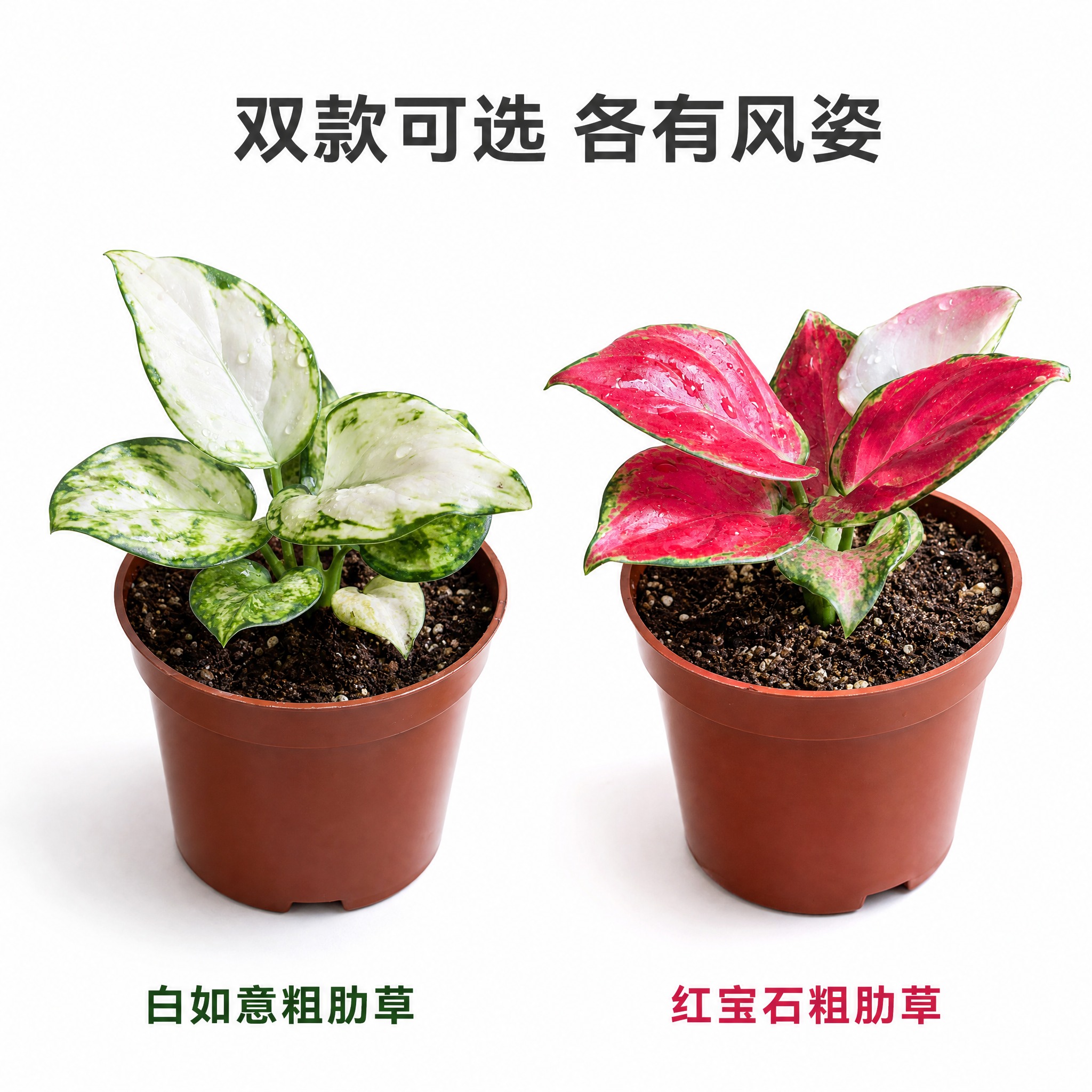 [主图-5] 双品种并列展示主图，唯一任务：同时展示白如意粗肋… - 图片创意预览