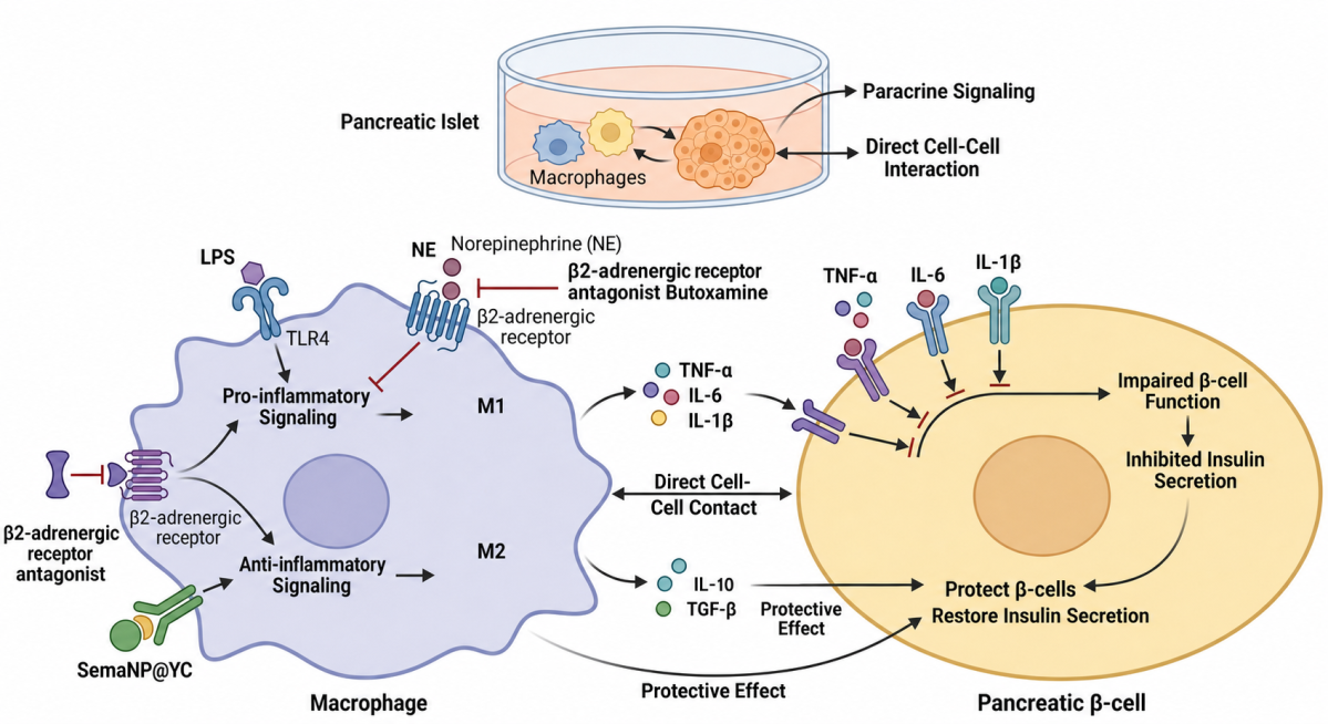 删除最上方标题文字，删除(e.g.,NF-kB)、(e.g.,cAMP)、Pro-inflammatory Polarization、Anti-inflammatory Polarization文字，预览效果