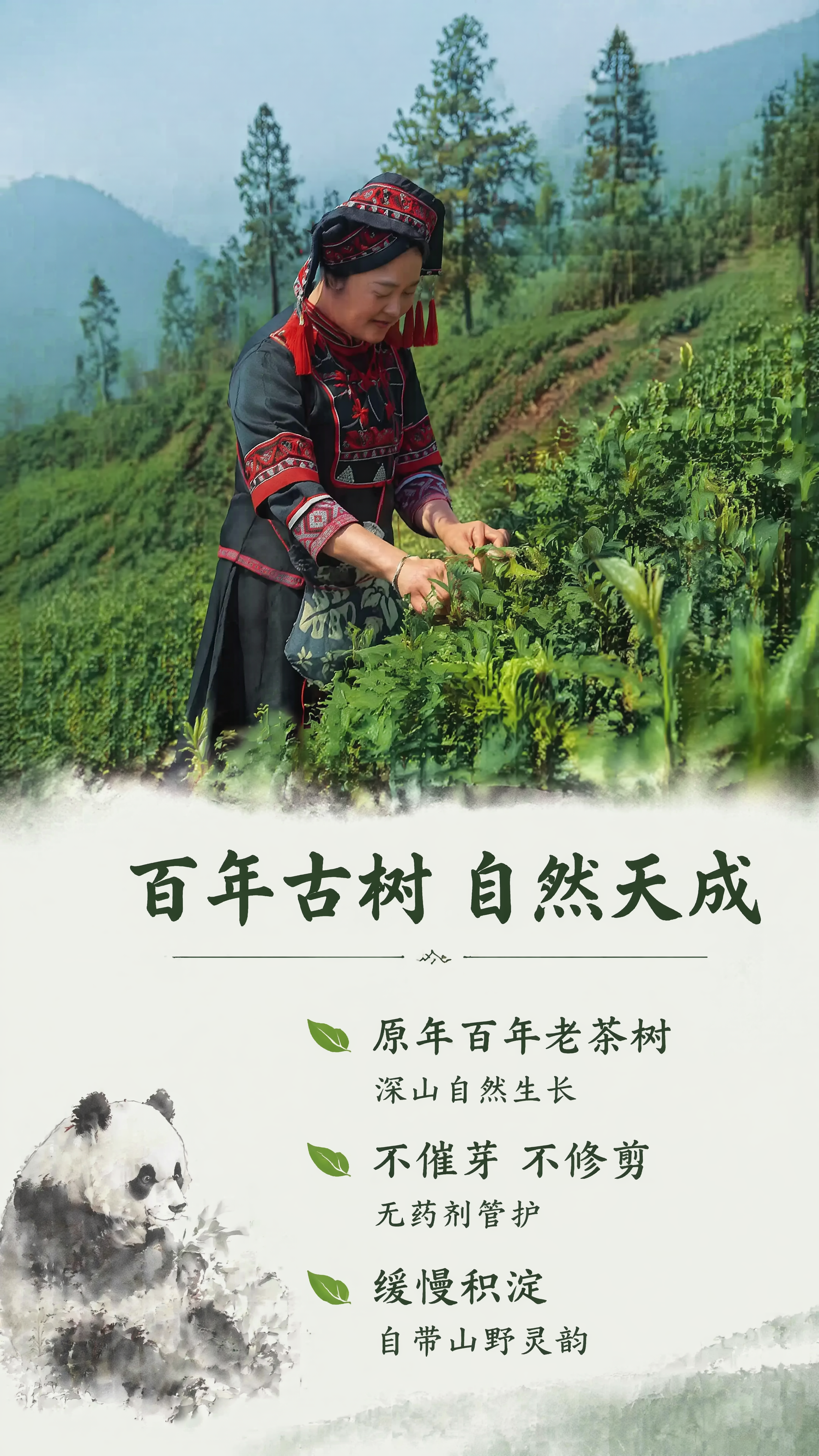 [第3屏] 古树生长特质篇，讲解百年野生老茶树自然天成生长特点… - 图片创意预览