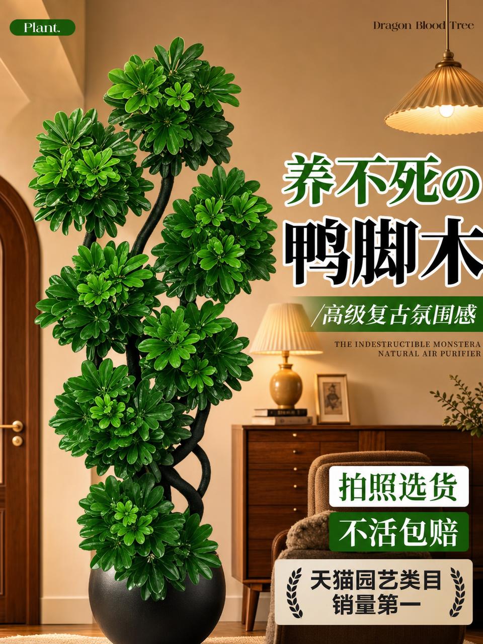 淘宝天猫电商主图，3:4竖版，画面主体是一盆大型造型鸭脚木绿植… - 图片创意预览