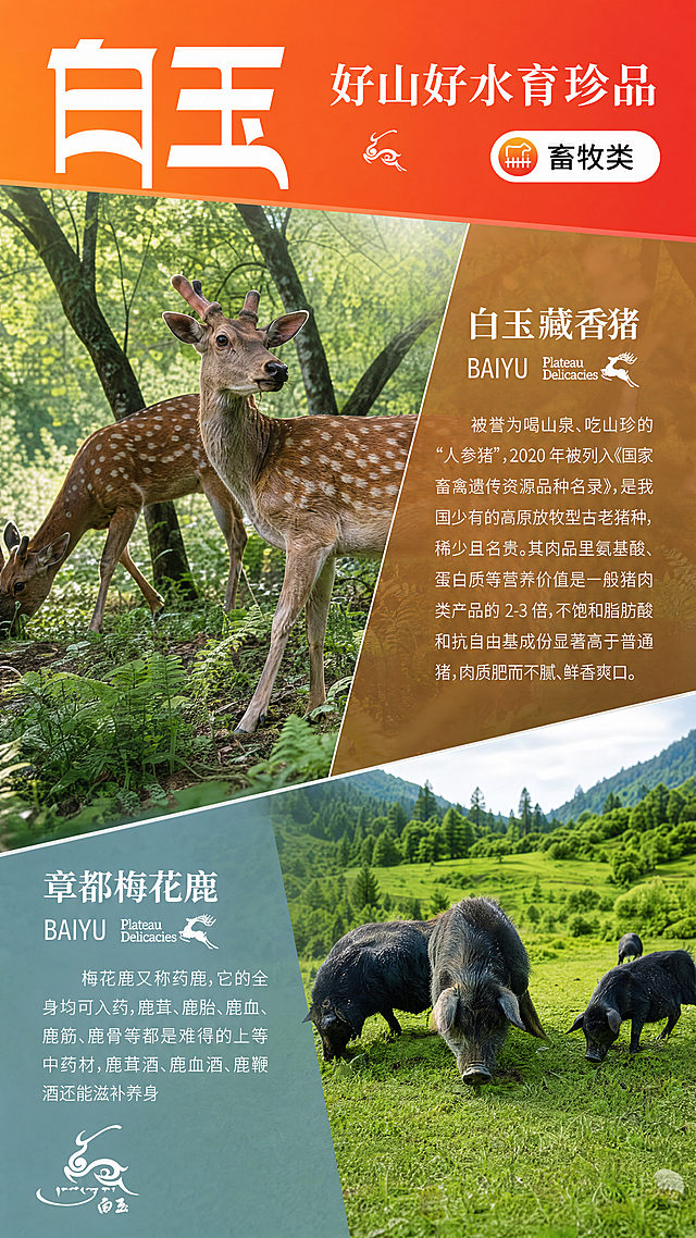 原生态高原特产双产品电商海报，现代高级设计感，写实商业摄影风格，版式精美，区别于常规网格排版。

文案锁定：
顶部主标题 "白玉" "好山好水育珍品"
右上角圆形标签 "畜牧类"
保留全部原始产品介绍文案：章都梅花鹿介绍、白玉藏香猪介绍，文字内容完全不变。

产品主体：保留章都梅花鹿和白玉藏香猪的实景照片，保持动物外形、毛色、场景环境真实不变，只优化构图和背景设计。

场景与光影：整体采用斜向分割构图，顶部通栏橙红渐变横幅放主标题，主体部分使用对角线分割，左上区域放梅花鹿实景照片，左下蓝灰色块放梅花鹿产品介绍文字；右下区域放藏香猪实景照片，右上棕褐色块放藏香猪产品介绍文字，打破传统网格布局，更有设计感。侧前方自然柔光，整体光影通透，照片清晰真实，文字区域半透明渐变遮罩，保证文字清晰同时透出背景光影，设计感更强。

配色：延续原始品牌配色，顶部#FF7F24到#E23D28渐变，文字区保持#7393A3蓝灰和#BC853A棕色，背景叠加浅绿草地渐变光影，色彩和谐有层次，不抢产品主体。

版式构图：9:16竖版，对角线斜切构图，比传统四分格更有设计动感，文字区块叠加半透明效果，图片跨区展示，层次更丰富，所有文字保留原始内容，大小和位置适配新构图，文字清晰不遮挡动物主体，四边留足安全边距，版式现代简约有设计感。

画面比例：9:16 竖版，超高清4K分辨率。

约束：保留全部原始文字内容，禁止修改文案，构图和设计区别于传统四分网格排版，增强设计感，禁止极限词，禁止虚假宣传，禁止添加无关元素，所有文字清晰可读，内容合规。