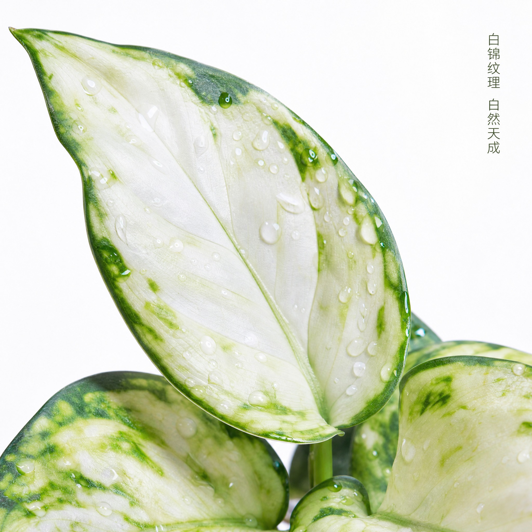 [主图-3] 白如意粗肋草叶片细节特写主图，突出锦斑纹理与高级… - 图片创意预览