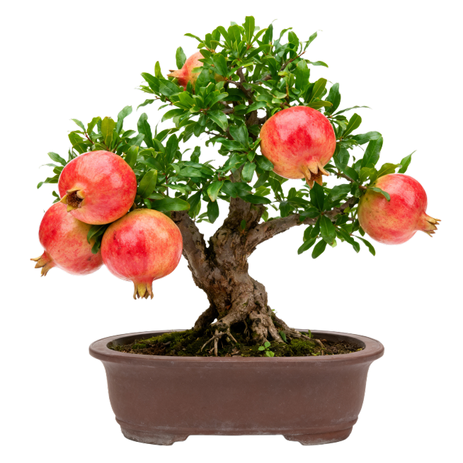 一盆石榴盆栽放置在纯白色背景上，清晰展示盆栽整体形态，石榴果实饱满叶片翠绿，画面干净简洁，标准商品白底图，纯白背景无其他杂物预览效果