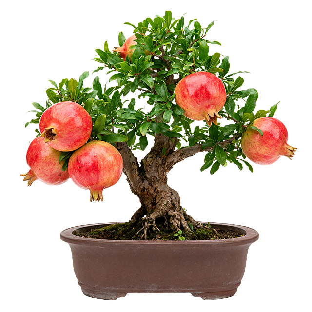 一盆石榴盆栽放置在纯白色背景上，清晰展示盆栽整体形态，石榴果实饱满叶片翠绿，画面干净简洁，标准商品白底图，纯白背景无其他杂物