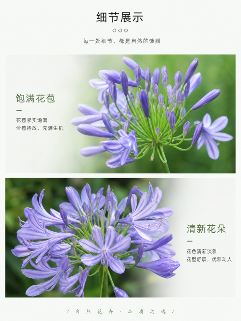 植物细节预览效果