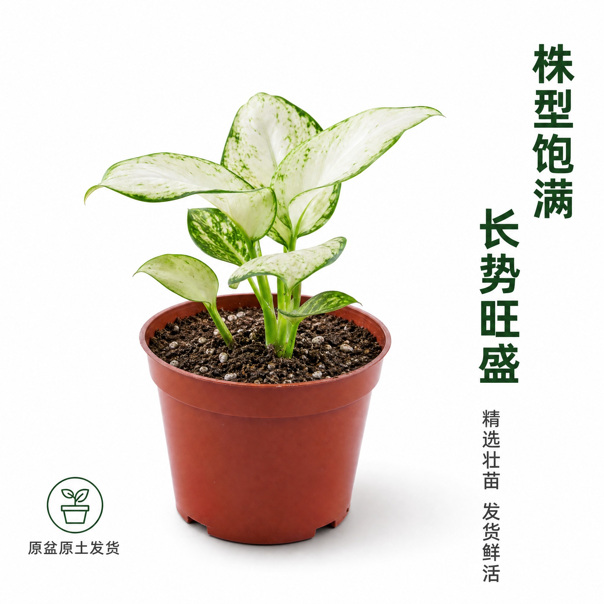 [主图-6] 白如意粗肋草侧面视角展示图，纯白背景，展示植株整… - 图片创意预览
