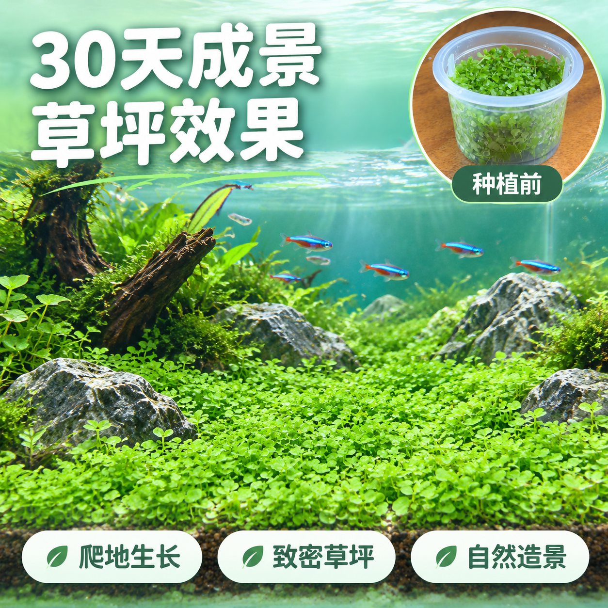 [主图-4] 成景效果展示 爬地矮珍珠草坪造景 鱼缸实景 [统… - 图片创意预览