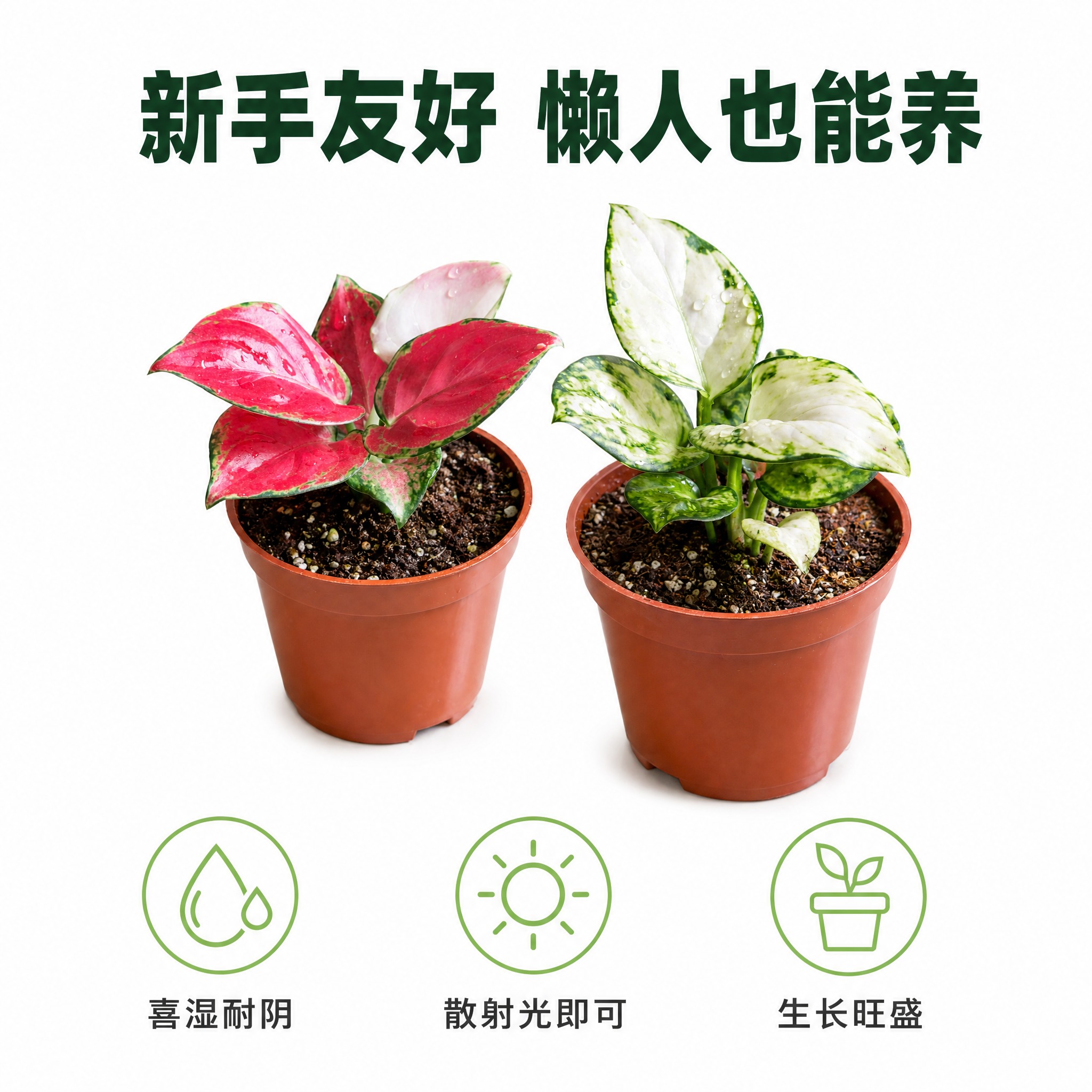 [主图-8] 主题：好养易活养护卖点主图，亮白背景搭配简约图标… - 图片创意预览