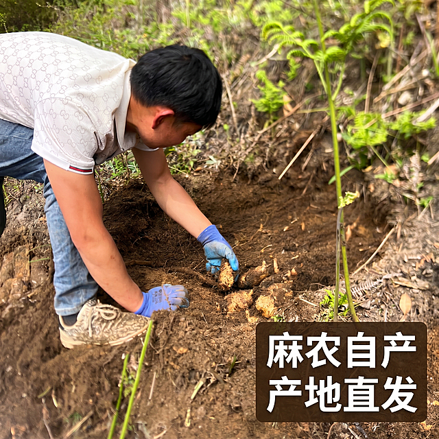 [主图 5] 麻农现挖场景展示；[氛围风格] 真实采摘场景，突出麻农直供新鲜；[画质] 商业农产品摄影质感，光线自然通透，人物和天麻清晰真实，画面干净高级；[元素] 保持乌天麻的原有颜色和外形与输入图片绝对一致，杜绝任何变形和色差，精细化处理。麻农弯腰正在山间泥土中挖掘天麻，手中刚挖出带泥的新鲜乌天麻作为视觉焦点，背景是绿色山林环境，体现真实采摘过程，人物和天麻主体占比约75%；[光影] 户外自然日光，明亮柔和，还原真实户外采摘场景光影；[配色] 自然山林绿和泥土棕，天然清新配色；[视角构图] 中景平视，人物和天麻主体完整突出；[文字版式] 右下角标注 "麻农自产
产地直发" 白色粗体，背景半透明深棕色块，文字清晰不遮挡主体；[比例分辨率] 1:1 比例，2k 分辨率，文字清晰可辨，超高清；[负向提示词] 变形，水印，文字错乱，人脸模糊，产品模糊，背景杂乱，牛皮癣广告，遮挡主体