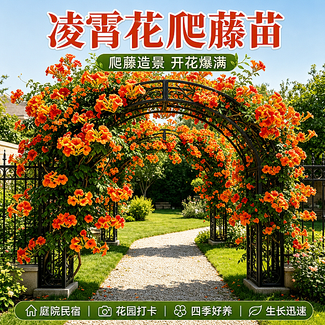 淘宝天猫电商主图，1:1正方形，凌霄花爬藤植物商品主图，画面主体是盛开的橙红色凌霄花爬满黑色铁艺拱门，庭院花园背景，碎石小路，绿草如茵，阳光明媚，高清写实摄影风格，商业质感，顶部大字标题“凌霄花爬藤苗”，副标题“爬藤造景 开花爆满”，底部卖点文字“庭院民宿 | 花园打卡 | 四季好养 | 生长迅速”，文字清晰醒目，排版美观，商品主体突出，适合淘宝天猫主图展示