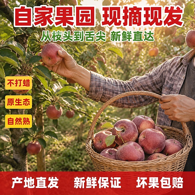 [主图-9] 丑苹果采摘场景 果农摘苹果 自家果园真实感。
[氛围风格] 拼多多风格 真实接地气 产地直供 淳朴自然 信任感强。
[画质] 商业摄影质感 超高清 果园环境真实 苹果红润饱满 画面自然有温度。
[元素] 画面中苹果园内 一位果农（只露出上半身与手部 不露出面部）穿着朴素衣服 正从树枝上摘下一个红苹果 手中的篮子里已经装了半篮苹果 周围果树枝繁叶茂 挂满红苹果 背景是成片的苹果树 阳光透过树叶洒下 充满丰收氛围。果农手部自然采摘 动作真实。保持苹果外观颜色纹理瑕疵与输入产品图一致 杜绝变形和色差 精细化处理。商品主体占比约55% 画面满屏无边框。
[光影] 自然暖阳逆光 从后方树叶间洒下 形成丁达尔光效 苹果与人物边缘有金色轮廓光 果园内光影斑驳 真实午后果园光感。
[配色] 主色苹果红 果叶绿 辅色暖金阳光 土黄土地 朴素衣服色。
[视角构图] 平视角度 果农摘苹果为视觉中心 背景果园延伸 上下留负空间放文案。
[文字版式] 顶部居中大字粗黑体主标题"自家果园 现摘现发" 红色描白边 超大字号。主标题下方一行稍小粗黑体"从枝头到舌尖 新鲜直达" 绿色。画面左侧竖排三个黄底红字小标签 从上到下"不打蜡""原生态""自然熟"。底部半透明红底白字通栏 左"产地直发" 中"新鲜保证" 右"坏果包赔"。文字清晰不挡主体。画面禁止出现多余的手 多余的手指 畸形手 融合手指 手部扭曲 人物面部扭曲。
[输出要求] 1:1比例 文字清晰锐利 超高清商业摄影质感。
[负向提示词] 变形 文字错乱 产品模糊 背景杂乱 水印 电商平台Logo 畸形手 多余手指 手部扭曲 面部扭曲 肢体穿模。