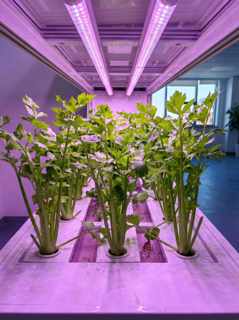 在室内水培种植箱中生长的新鲜芹菜，补光灯紫色光照，整体风格和参考图片一致，真实摄影质感，画面中只包含芹菜一种植物预览效果